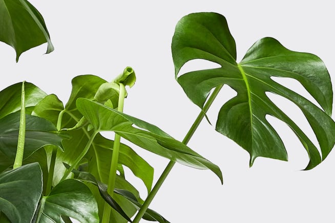 Close-up of a Swiss Cheese plant leaf