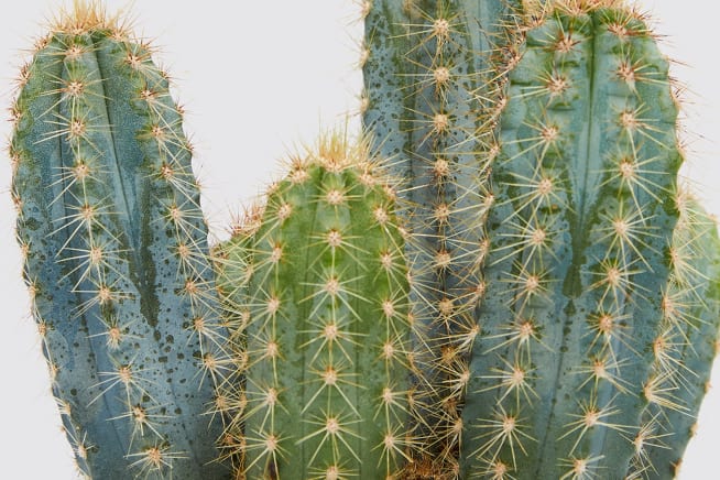 Close-up of a cactus