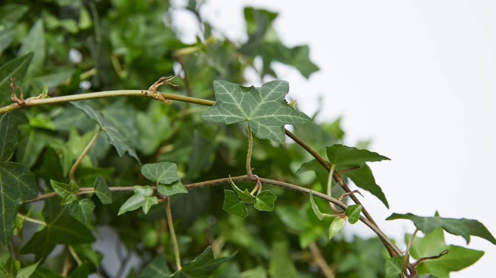 Close-up of an ivy stem with leaves