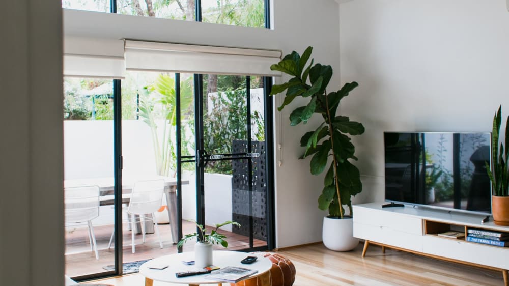 A tall, leaning fiddle leaf fig in a living room