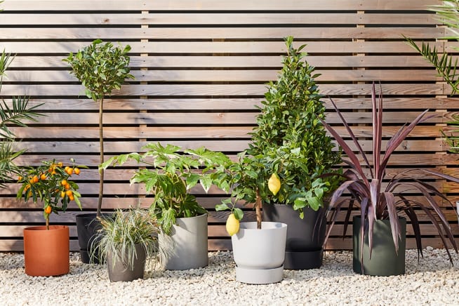 Group of outdoor potted plants, included a lemon tree, bay trees, palm trees, a cordyline, a fatsia japonica and a grass, outside next to a wooden fence.