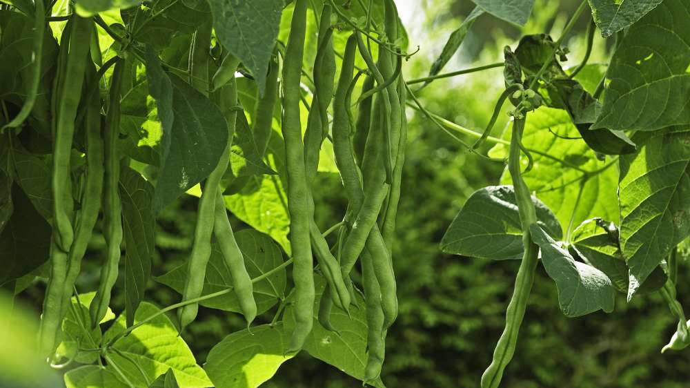 Runner beans growing on a beanstalk