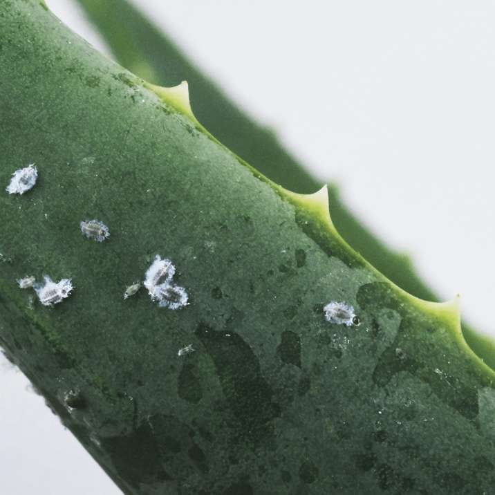 Small white mealybugs on a long green plant, similar to aleo vera.