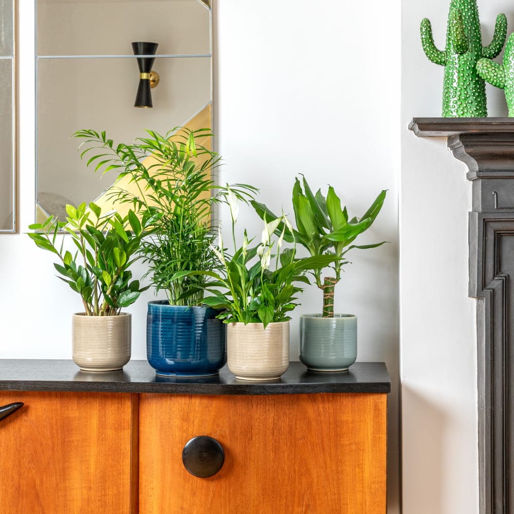 Shade-loving indoor plants