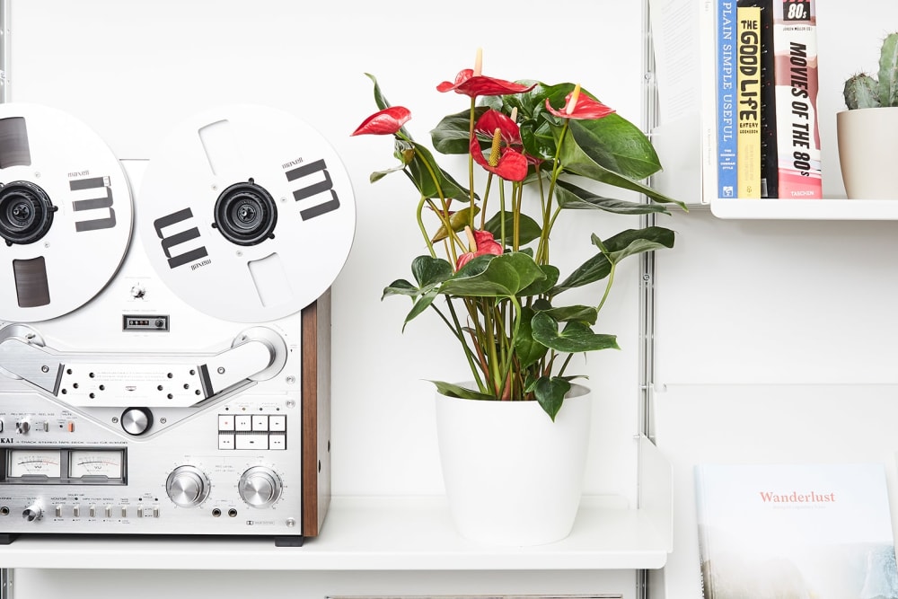 An anthurium in a white plastic pot in on a sideboard in a home office