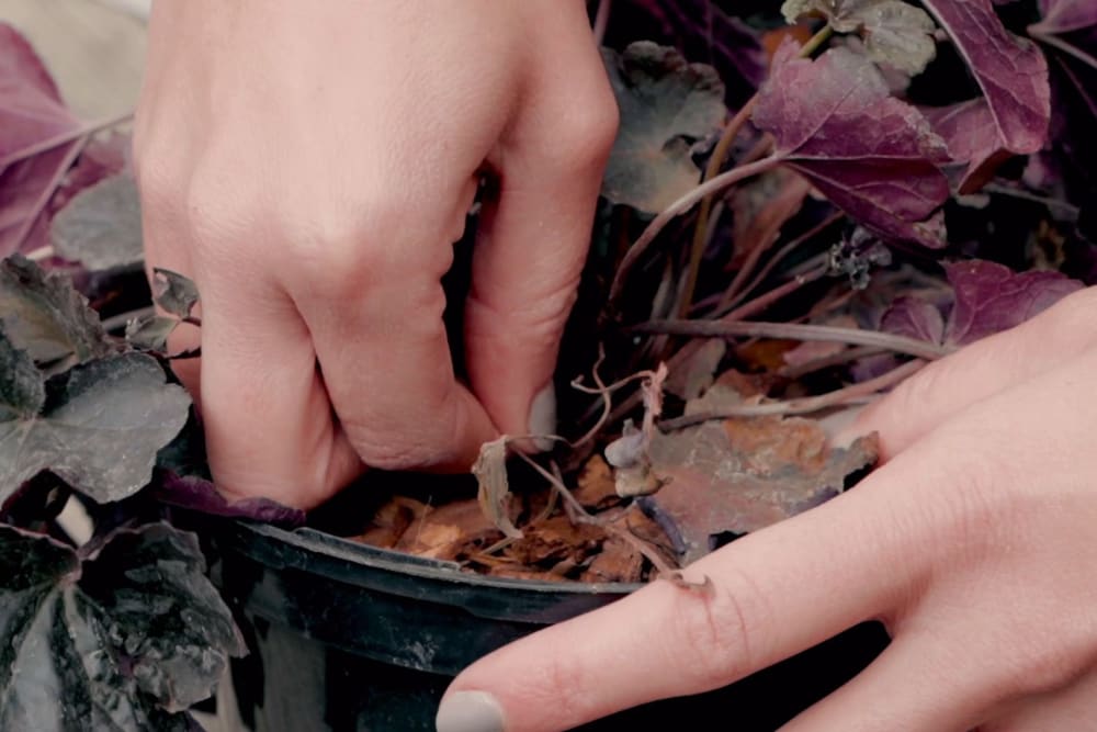 Close-up of person pruning leaves from an outdoor plant in a pot