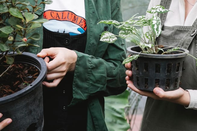 Close up of two people holding plants in nursery pots