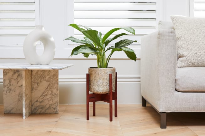 Aglaonema Silver Bay in a pistachio fractured pot, in a wooden plant stand