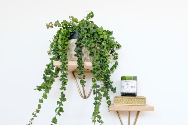 Curly lipstick plant sits on a shelf above a candle