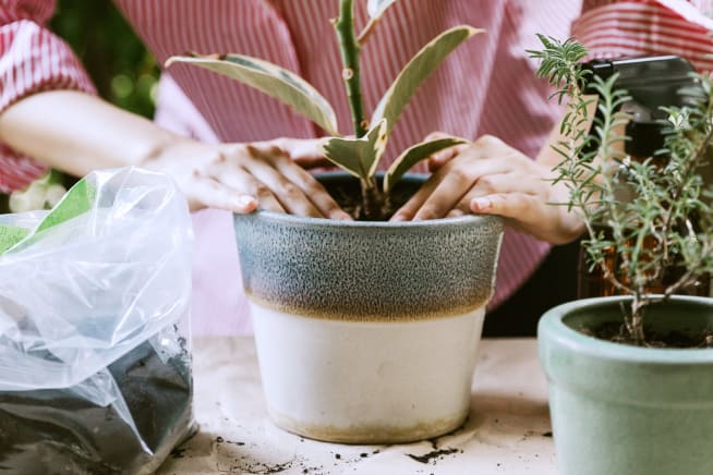 Close up image of hands potting a plant in a ceramic pot