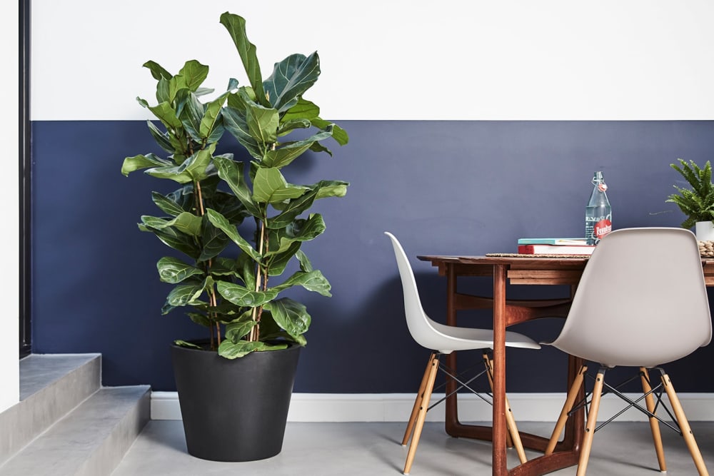 A fiddle leaf fig in a black fibrestone bucket pot in a dining room