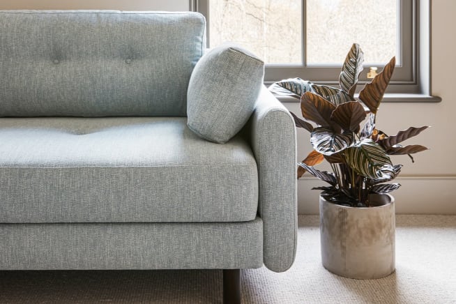 Pin striped Calathea in a light concrete pot by the side of a light grey sofa