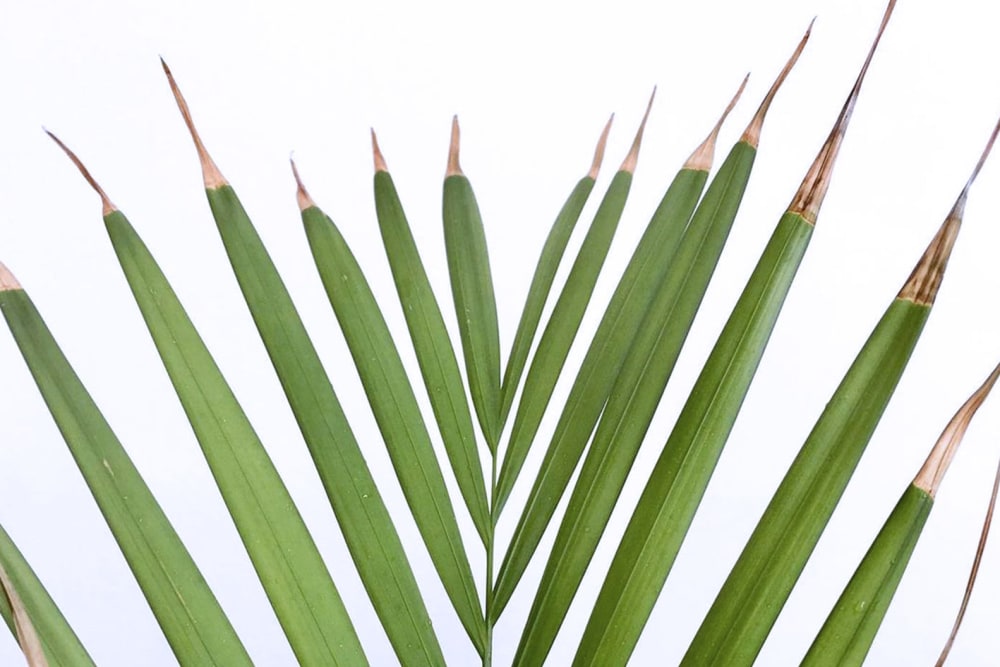 Close-up of a palm leaf with dry brown leaf tips