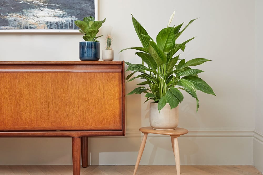 Large peace lily in a cream ceramic pot, next to a small cacti in a mint ceramic pot, and a small fiddle leaf fig tree in a dark navy ceramic pot.