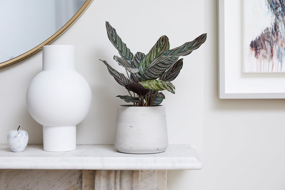 Calathea Sanderianas (also known as Pin Stripe Calathea) in a light grey clay pot