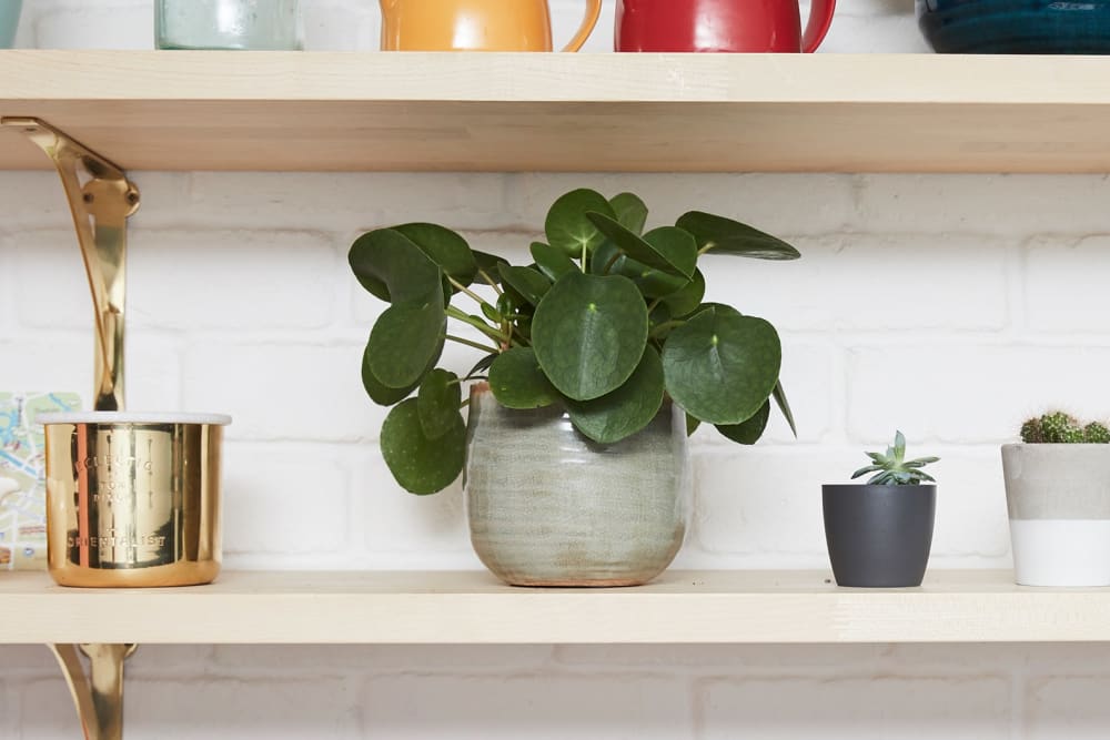 Chinese money plant on a shelf