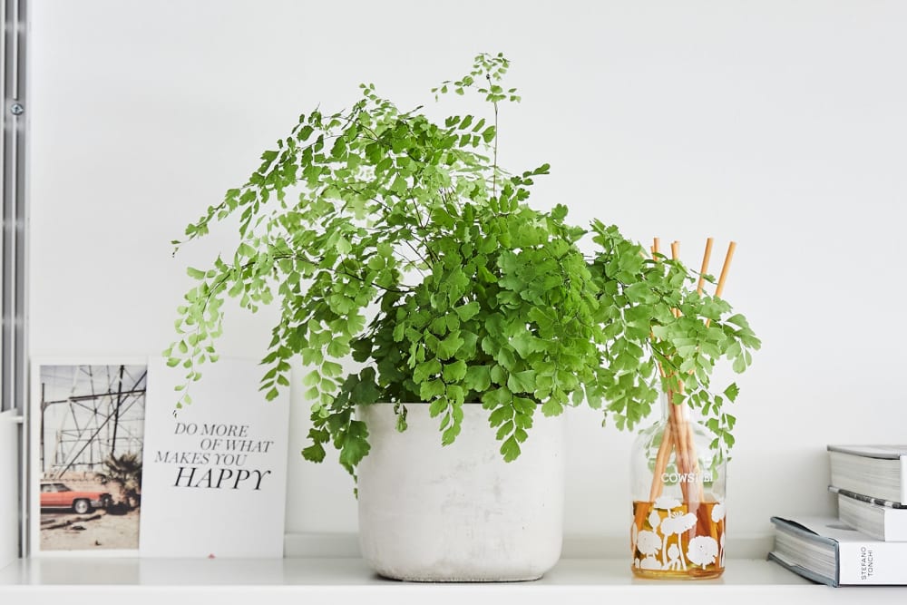 Maidenhair fern in a light concrete pot on a shelf