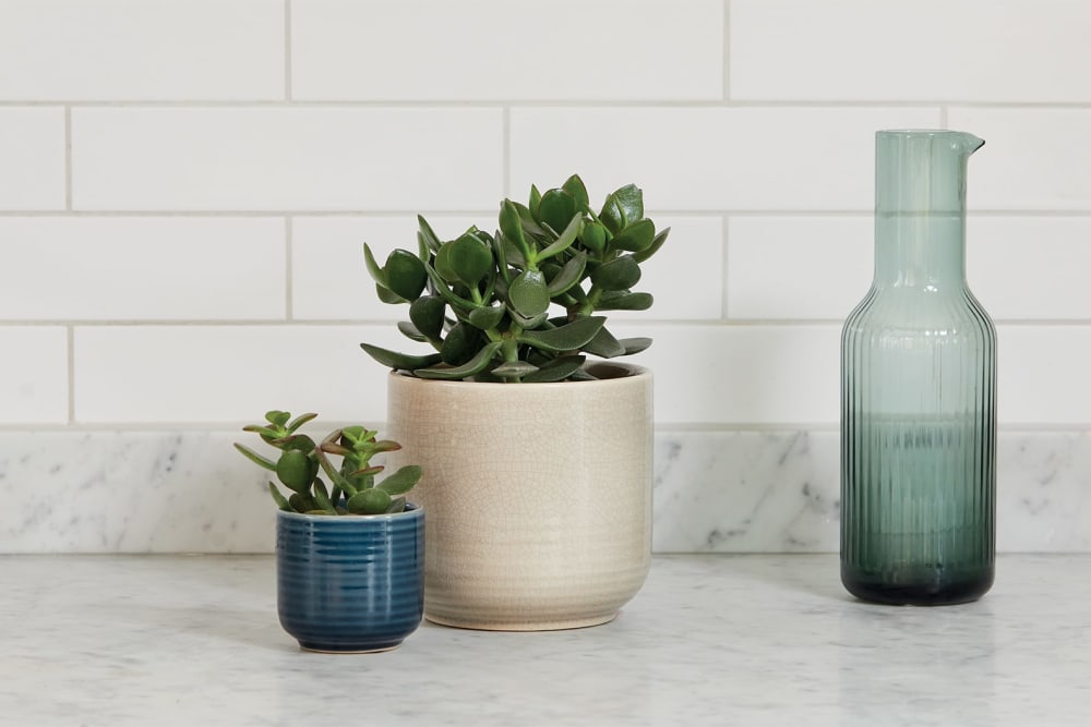 Large green succulent in a cream ceramic pot next to a smaller green cacti in a dark navy ceramic pot