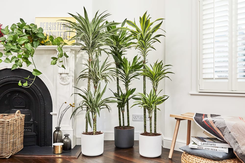 Nick, Rick & Mick (corn plants) standing side-by-side nex to to a fire place