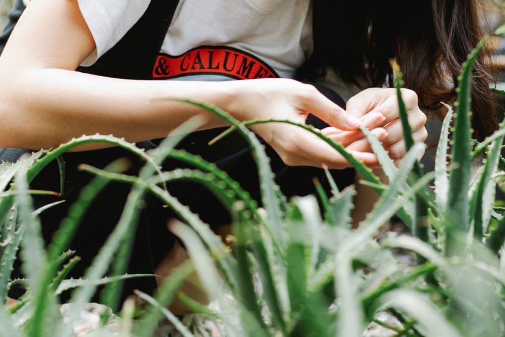 Close-up of aloe vera leaves