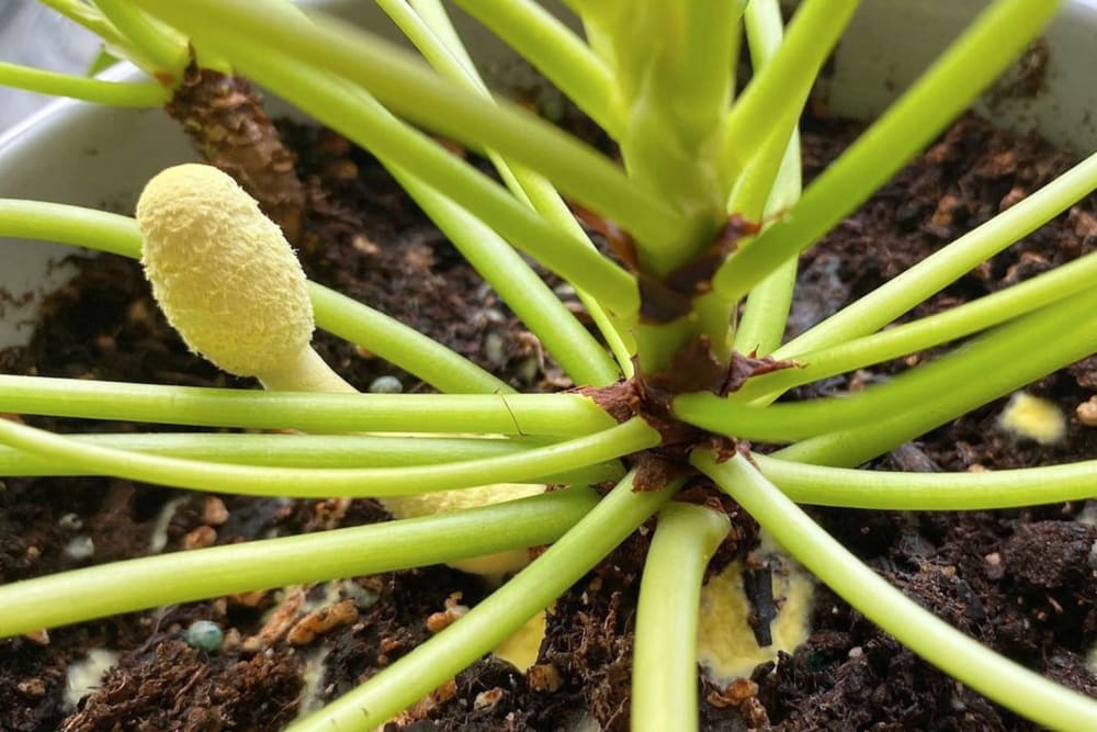 Close-up of a potted houseplant with small yellow mushrooms growing from the soil