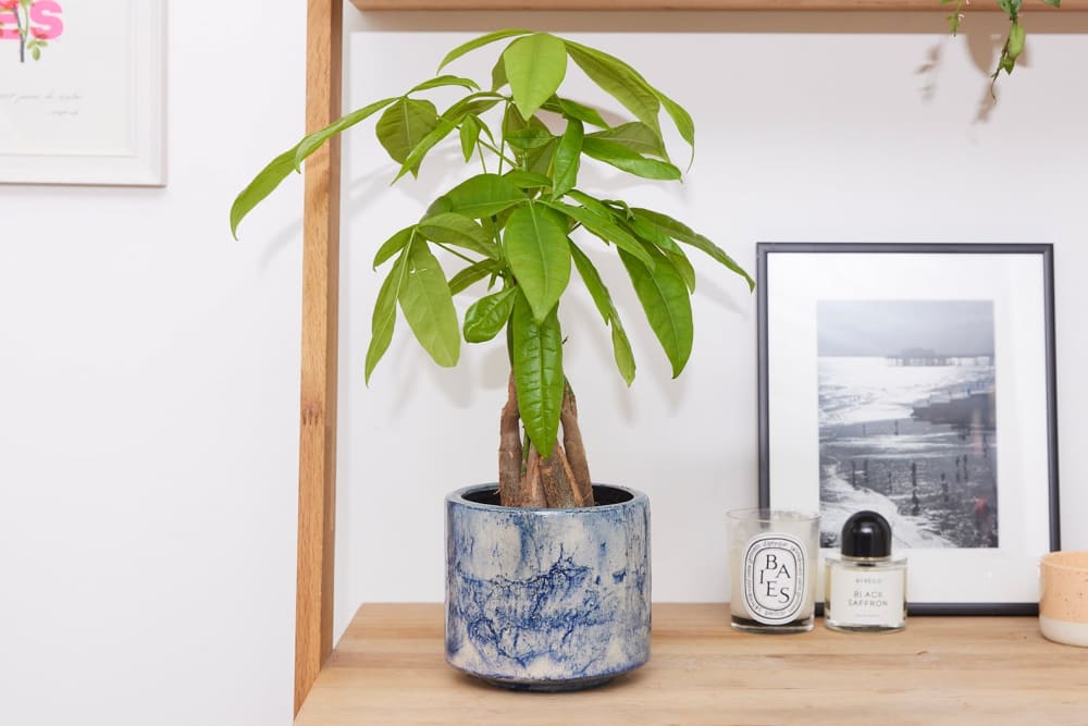A small money tree in a blue fractured pot on a desk in a home office or study