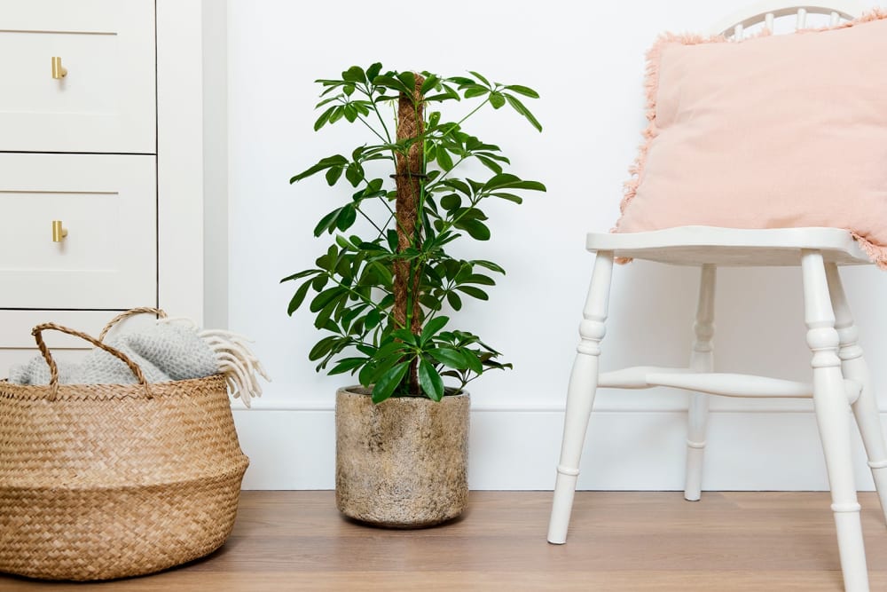 A schefflera on a mosspole in a fractured pot in a bedroom