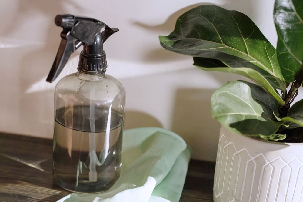 Small fidel leaf fig in a ceramic pot with disposable gloves and a spray bottle