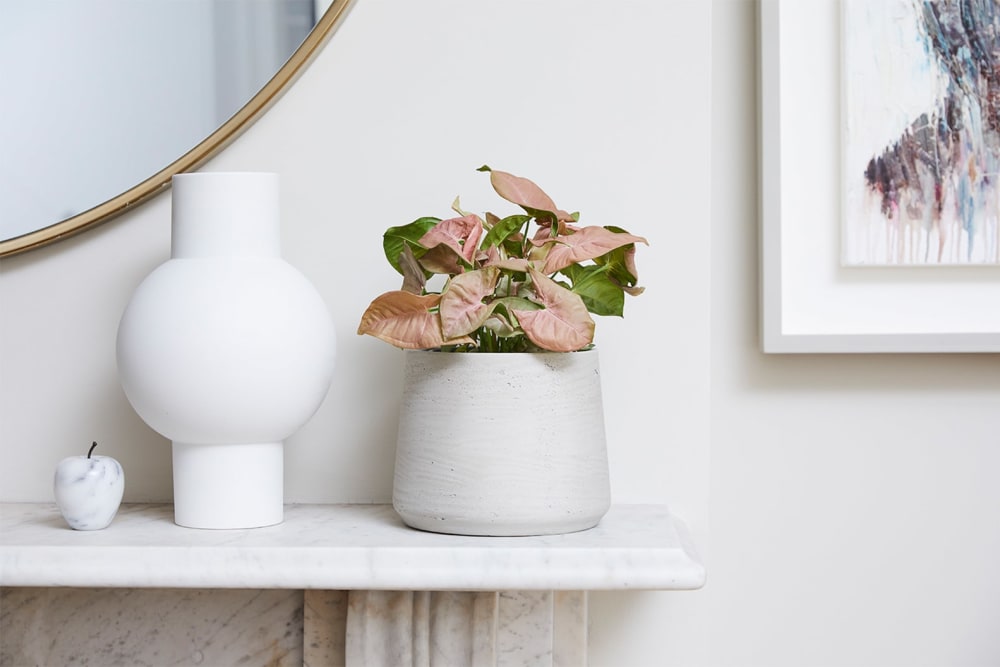 Syngonium Neon Robusta in a light grey clay pot sits above a white fire place