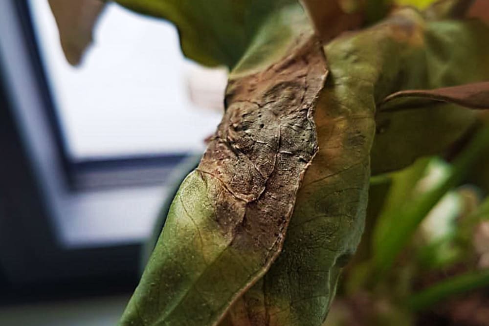 Close-up of a syngonium neon robusta leaf with dark, dry, brown burn-like patches