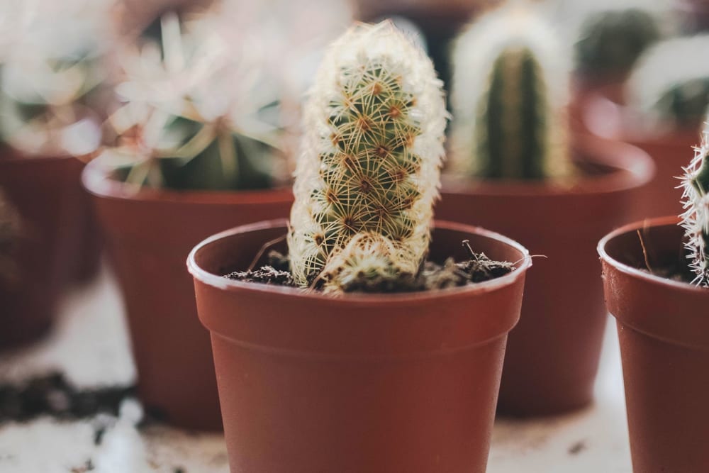 Close-up of cacti in nursery pots