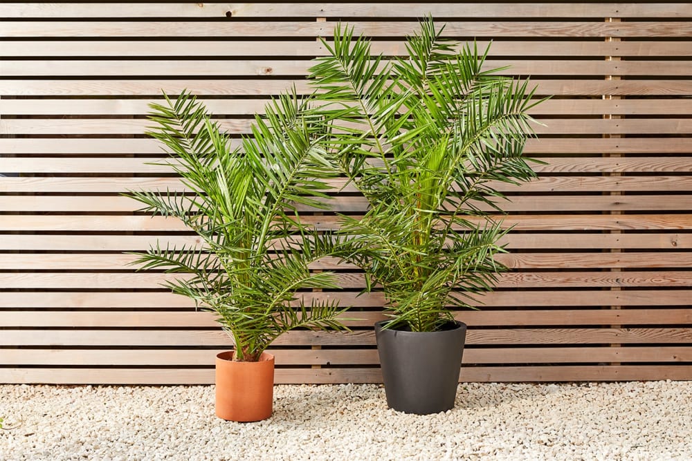 Two Canary Island palms, one in a terracotta sandstone pot, one in a black fibrestone bucket pot, outside in front of a wooden fence