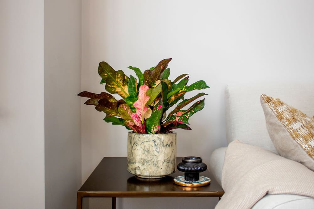 Croton 'iceton' plant in a green fractured pot on a side table in a living room