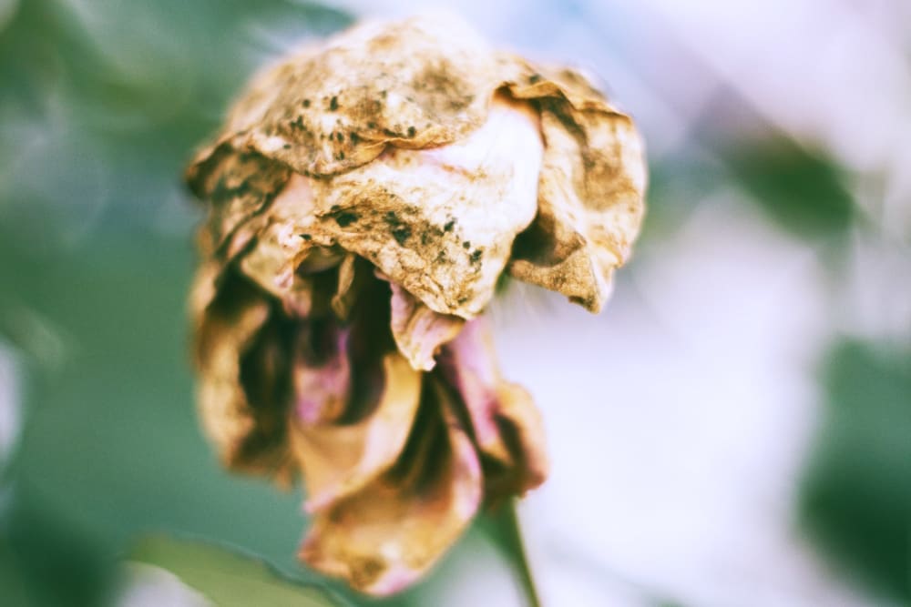 Close up of a light pink rose head with browning petals