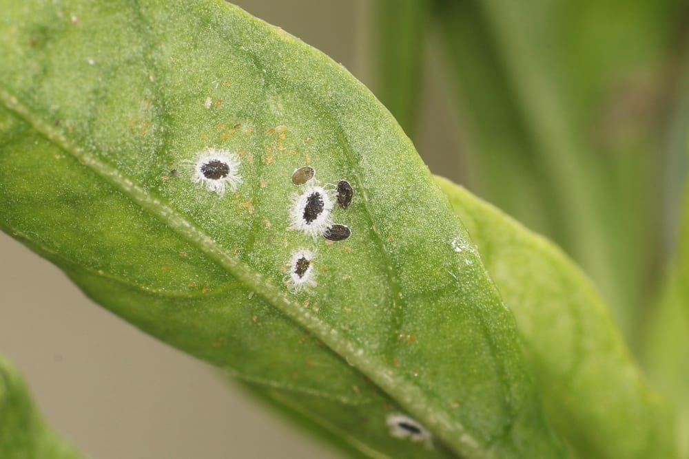 Close-up of a leaf with holes in it