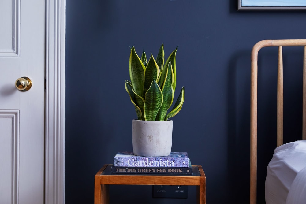 Snake plant in a concrete pot in a bedroom