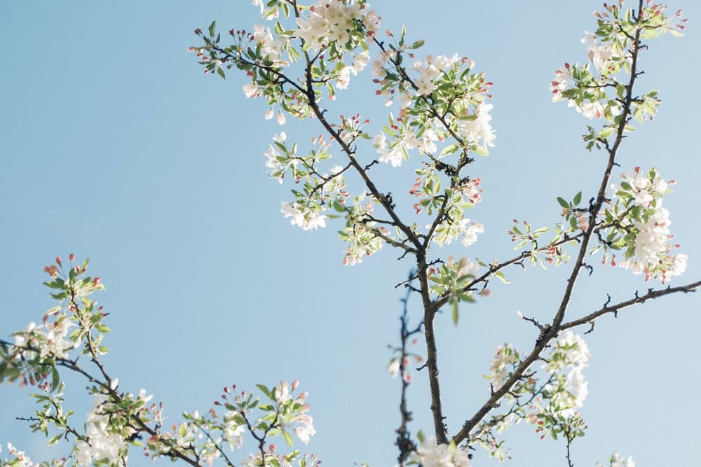 Cherry blossom on an established tree