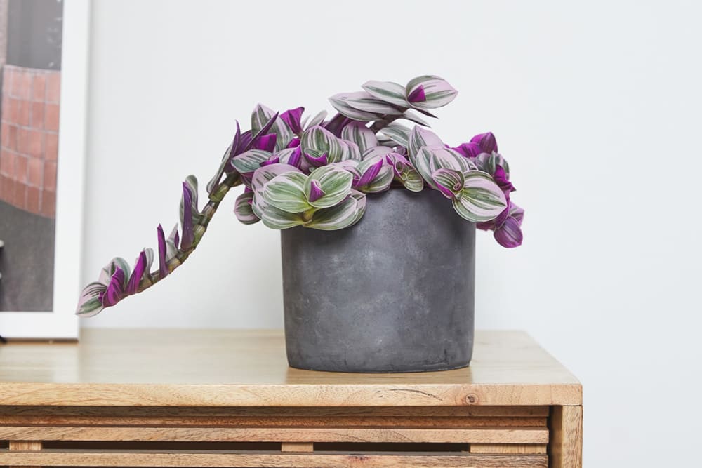 A tradescantia nanouk in a black concrete pot on a sideboard in a living room