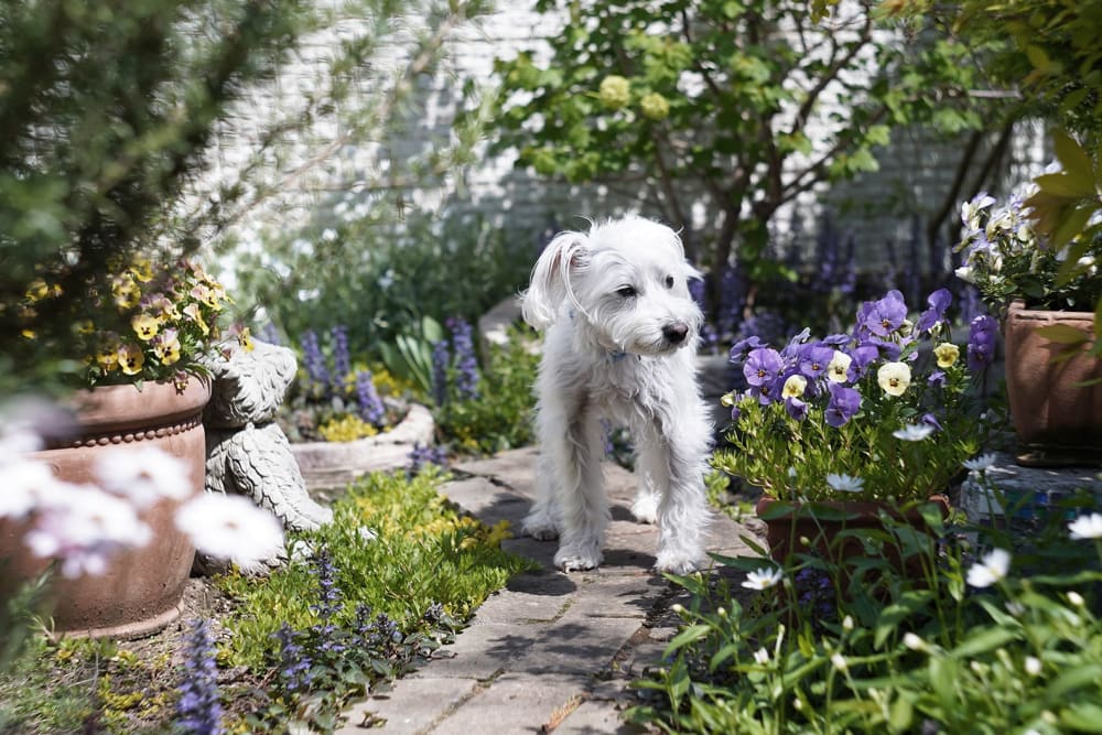 A dog walking down a garden path, surrounded by outdoor flowering plants