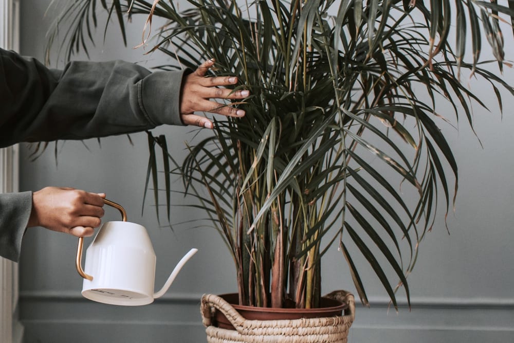 Hand with watering can next to parlour palm in woven basket