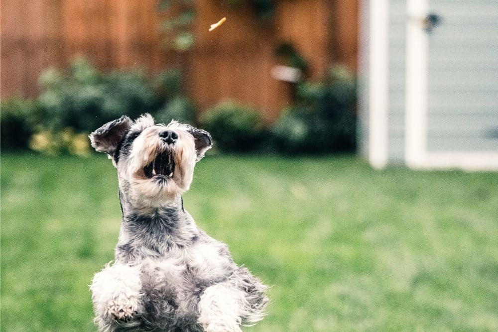 A schnauzer dog playing on a lawn in a fenced-in garden.