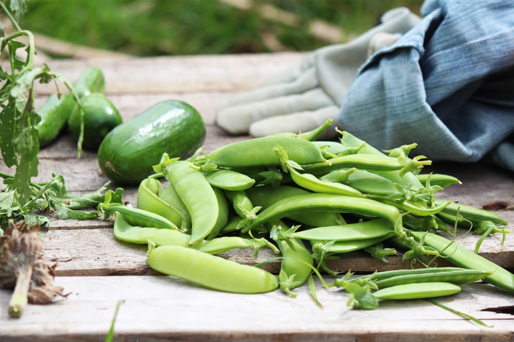 Dozens of pea pods gathered together on a surface