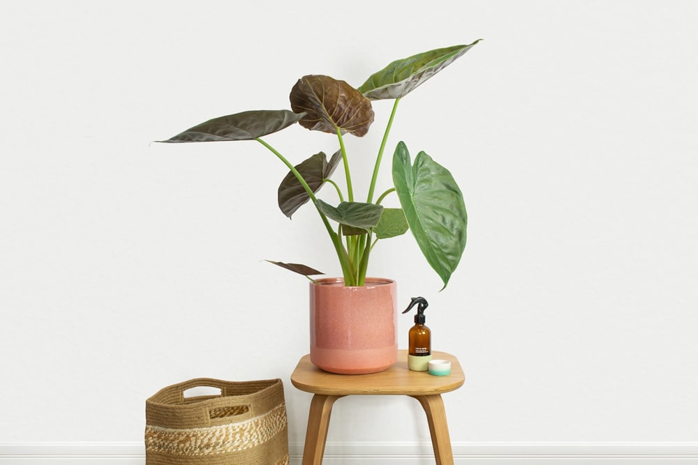 An alocasia giant elephant ear in a pink dipped pot on a side table in a hallway