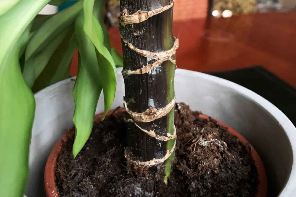 Close-up of a black dracaena stem