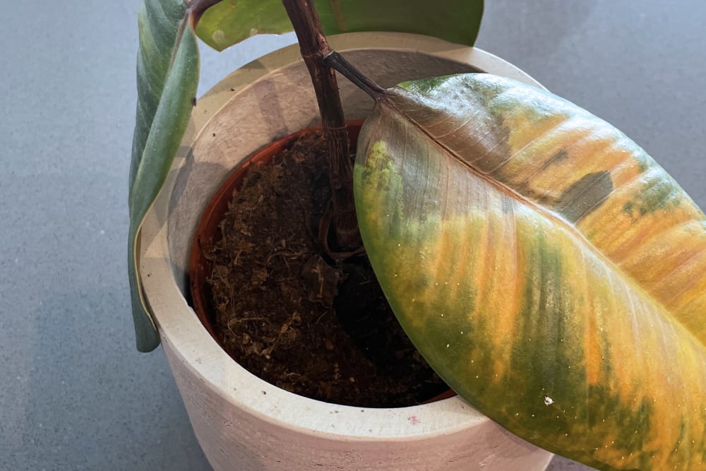 Close-up of an overwatered rubber plant with yellow leaves