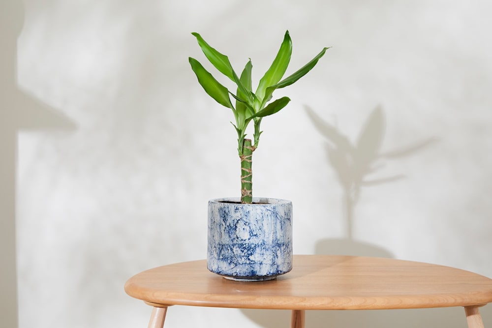 Small corn plant in a blue fractured pot on a side table