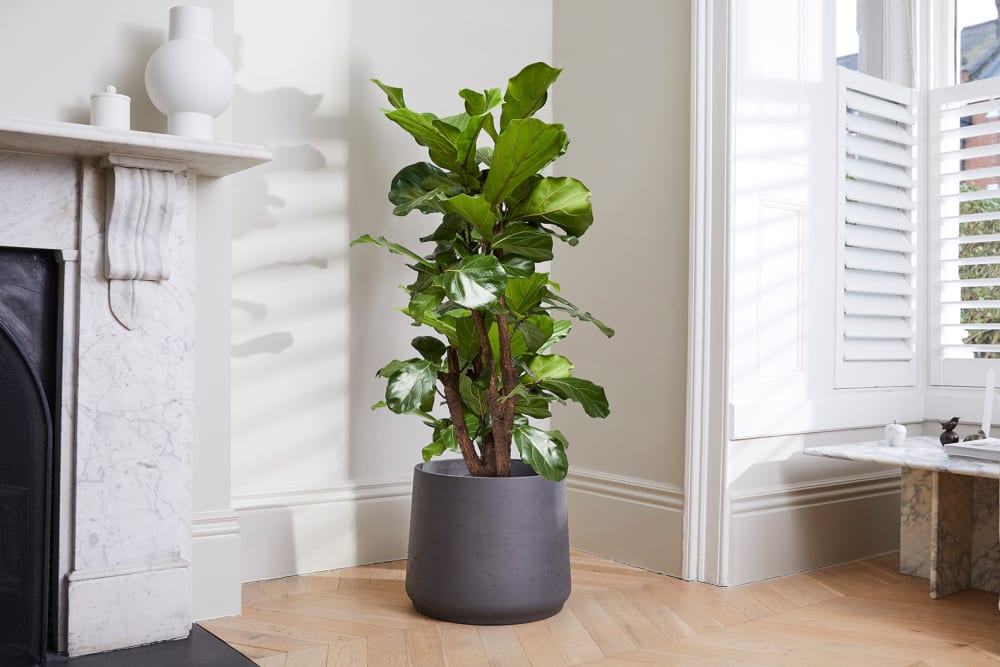 Large fiddle leaf fig tree in a dark clay pot