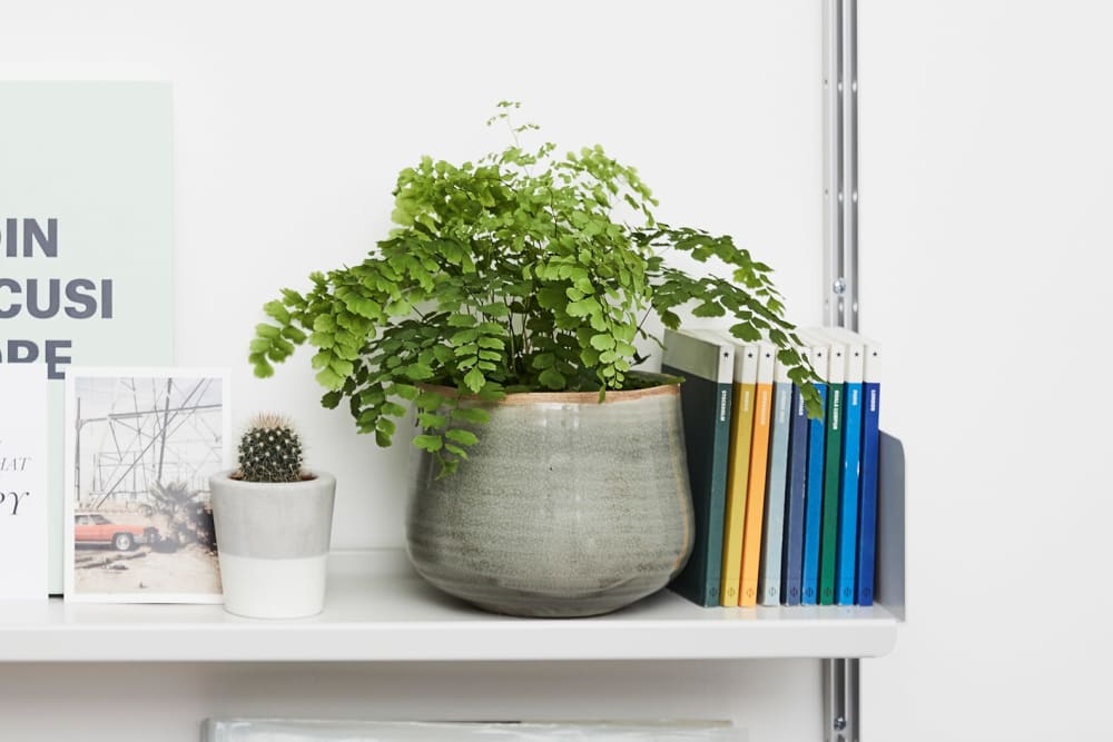 Maidenhair fern in a light green ceramic glazed pot on a shelf