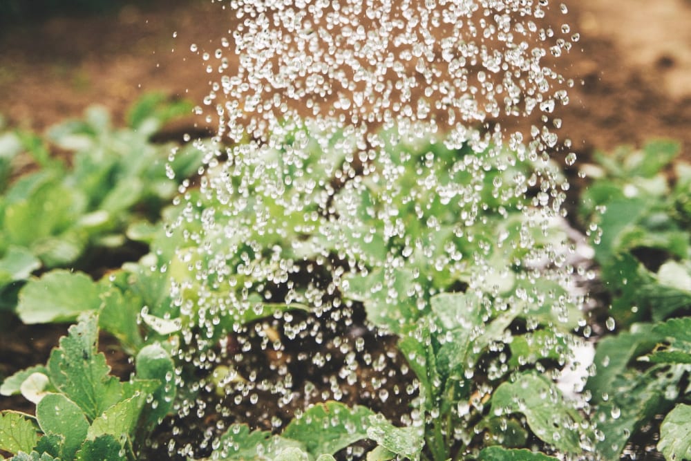 Outdoor plants in a garden bed being watered