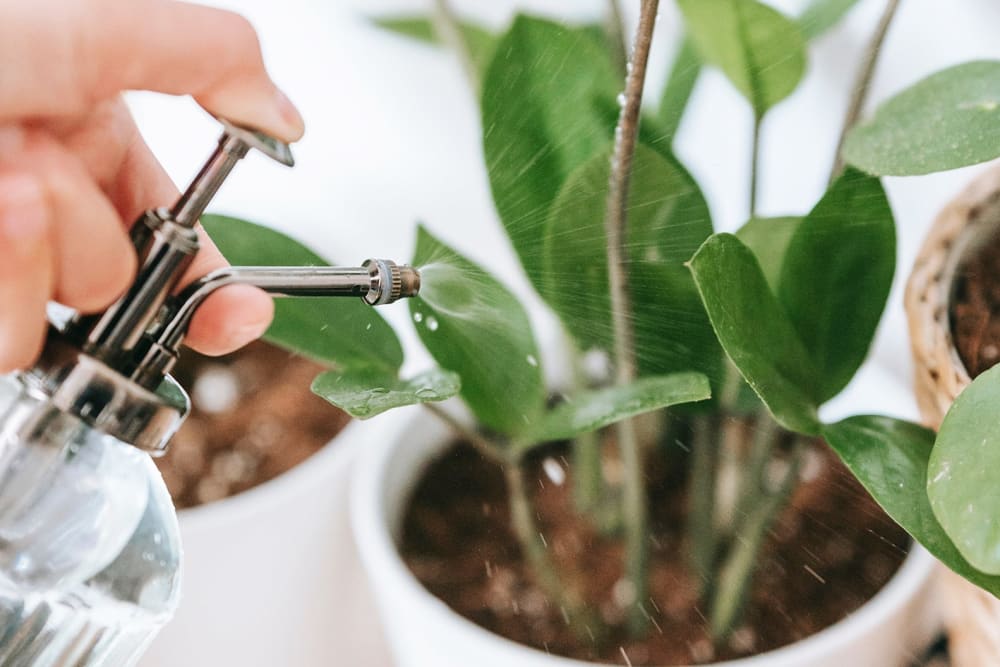 Someone using a glass mister to mist a ZZ plant